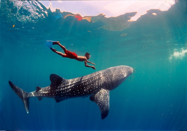 Swimming with Whale Sharks in the Gulf of Tadjoura